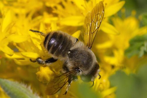 Megachile lagopoda